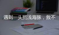 遇到一头搁浅海豚	，救不救
，怎么救
？丨世界海豚日