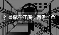 雅鲁藏布江底	，有条“鱼”在凝望沙的迁徙