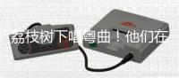 荔枝树下唱粤曲�！他们在斗门为荔枝代言