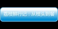 荔枝鲜行记：从枝头到餐桌，中国重汽豪沃TS7冷藏车让鲜甜如约而至