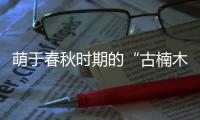 萌于春秋时期的“古楠木王”被盗割，11人获刑