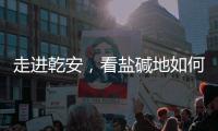 走进乾安，看盐碱地如何被炼成“肥田”
