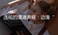 违规的清滩养蛏
：边滑“泥橇”边下农药