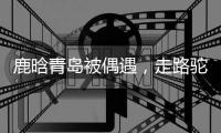 鹿晗青岛被偶遇，走路驼背高低肩像老头，未戴口罩买奶茶浑身松弛