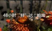 48小时“鲜”达！岭南荔枝香飘迪拜