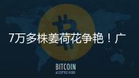 7万多株姜荷花争艳
！广州白云第三届姜荷花文化节本周五开幕