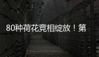 80种荷花竞相绽放！第三届横琴荷花节启幕