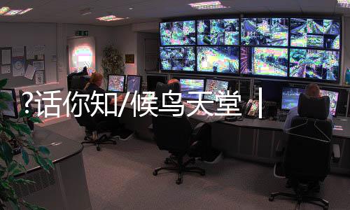 60%以上的鸿雁等候鸟在此越冬
