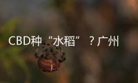 CBD种“水稻”�？广州珠江新城这座大厦引发网友好奇围观