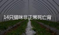 14只猫咪非正常死亡背后，警惕“踢猫效应”