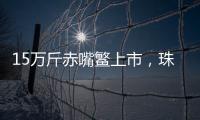 15万斤赤嘴鳘上市
	，珠海海洋牧场迎来丰收时刻