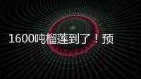 1600吨榴莲到了�！预计本月中下旬降价